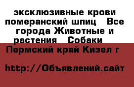 эксклюзивные крови-померанский шпиц - Все города Животные и растения » Собаки   . Пермский край,Кизел г.